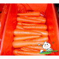 Shandong zanahoria roja fresca, zanahoria bebé, semillas de zanahoria